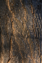  Intricate Tree Bark Pattern Macro Shot