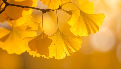 Golden ginkgo leaves hang from a twig, backlit by a bokeh-filled, warm, bright light. Close-up, vibrant yellow hues dominate