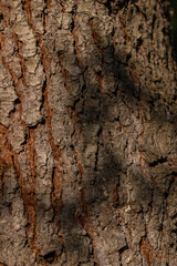 Bark Fragment with Peeling Sections
