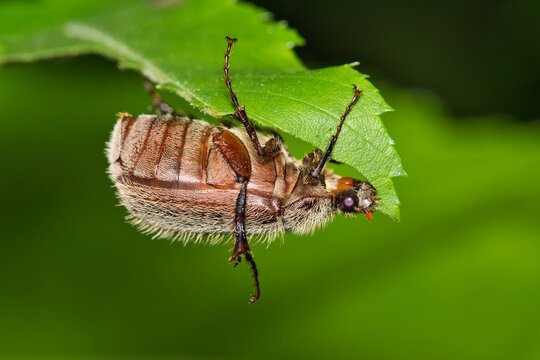 June bug Phyllophaga May beetle insect eating leaf garden nature pest control.
