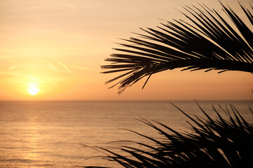 Sunrise with a silhouette of a palm tree branch in the foreground