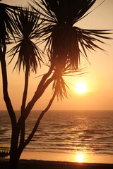 Fototapeta premium Sunrise with a silhouette of a palm tree branch in the foreground