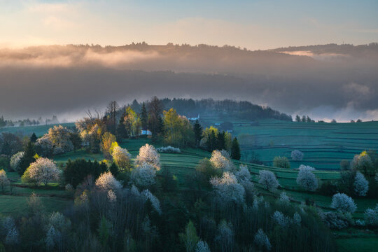 Aerial view of a village nestled among rolling hills, where trees with white blossoms stand out against the green landscape, Hrinova, Banska Bystrica Region, Slovakia.
