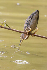 Striated Heron (Butorides striata) with a small, freshly caught fish in its beak, perched on a...