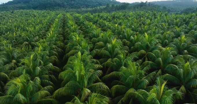 Aerial view of coconut trees field in the sunrise