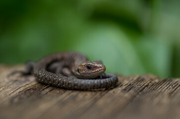 Common lizard on a wooden board, Austria

