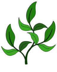 Aquatic plant, aquarium bush, seaweed - vector color image. Marine underwater plants