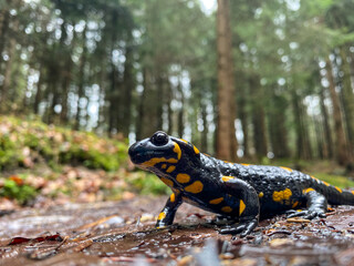 Wide-angle close-up of the fire salamander in an Austrian forest