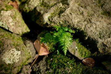 Small fern growing between mossy rocks, Flores Island, Azores