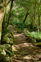 Forest hiking trail with dense vegetation, Flores Island, Azores