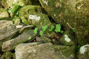 Moss and ferns on stone surface in tropical forest, Flores Island, Azores
