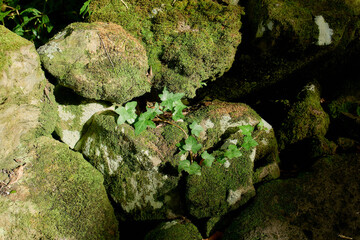 Ferns growing among moss-covered volcanic stones, Flores Island, Azores