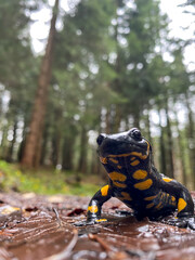 Wide angle portrait of a fire salamander in the forest, Austria