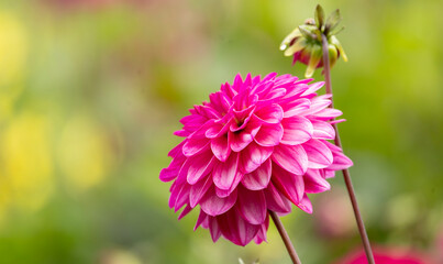 Vibrant Pink Dahlia Bloom With Lush Petals In Soft Garden Background Close-Up Natural Light Colorful