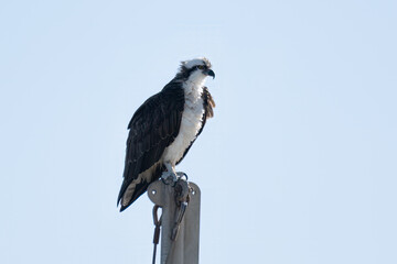 Patient Osprey raptor bird sits atop his perch of the boat mast while searching for prey
