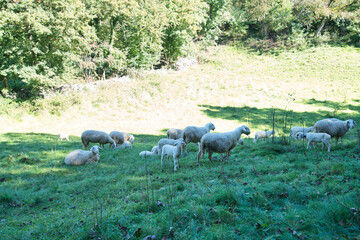 sheep herd with lamps