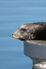 Whiskers of a sleepy Sea Lion's face as he rests over the cold ocean water of the harbor