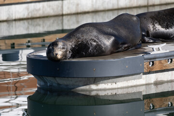 Sea lions of Ventura Harbor are enjoying the sun while warming their body up on the dock