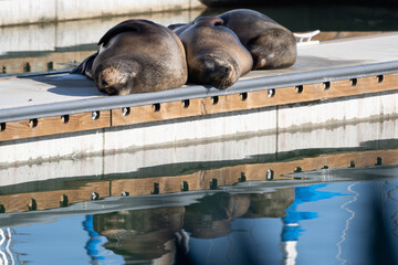Sea lions of Ventura Harbor, along with their reflection in the water, are enjoying the sun while warming their body up on the dock