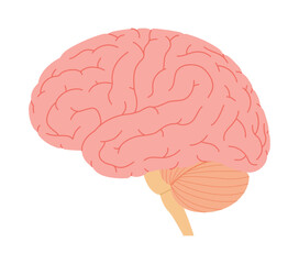 Human brain anatomy. Medical and neuroscience concept. Simplicity vector illustration, isolated.