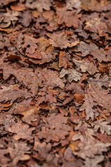 Detailed texture of fallen oak leaves Quercus robur on moist forest floor.