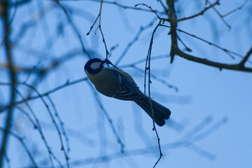 Great tit (Parus major) sitting in a tree in Zurich, Switzerland