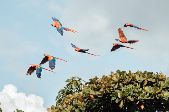 Lapa Roja / RED Parrots flying by the sea. A Group of birds flying together. Costarrican birds. Playa Jac&oacute;