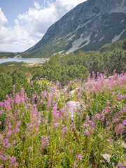 Obraz premium Rila mountain near Granchar Lake, Bulgaria