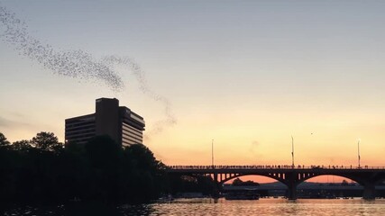 Massive swarm of Mexican Free-tailed Bats flying from Congress Avenue Bridge in Austin Texas at sunset with crowd watching - Powered by Adobe