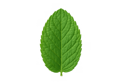 Fresh green mint leaf on transparent background, showing natural texture and vibrant color for culinary, herbal, or health themes