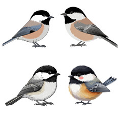 Collection of chickadee bird illustrations various poses and colors vector design element isolated on white background
