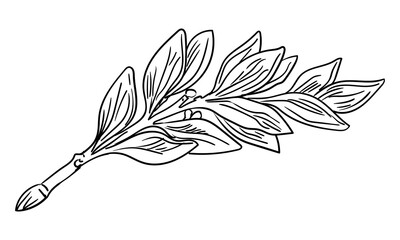 Hand drawn branch of laurel leaves vector isolated illustration