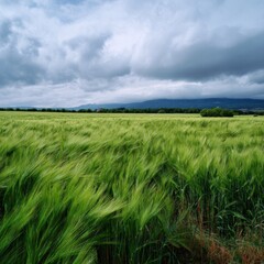 Obraz premium Lush green barley field under cloudy sky in tranquil rural landscape