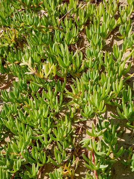 Carpobrotus, a ground cover plant with succulent leaves from the family Aizoaceae. Also called Ice Plant or Sour Fig