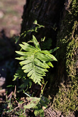 Close-up view of sweet fern (polypodium glycyrrhiza) leaves in nature, showing detailed texture and natural patterns. Fresh green foliage illuminated by soft light, highlighting the plant’s structure 