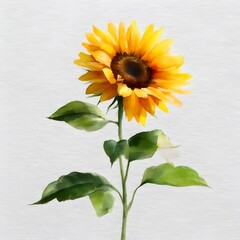 sunflower on a white background