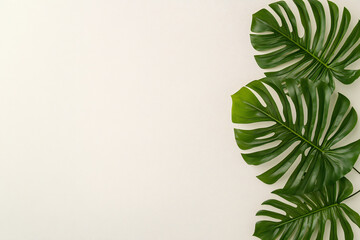 Vibrant and Exotic Leaves of Rare Rikkarus Plant Adorning a Clean White Background Basked in Warm Sunlight's Soft Rays and Gentle Shadows