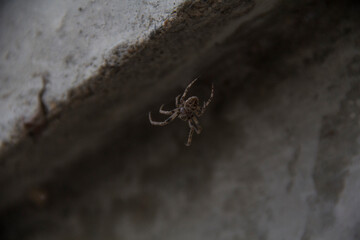 Spider
