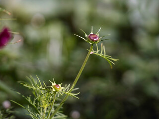 Autumn flowers buds