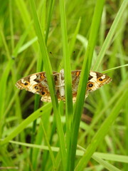 A Blue Pansy butterfly (Junonia orithya) hides behind bushes, its vivid blue wings partially concealed in the greenery, glowing softly like a shy jewel tucked within the leaves
