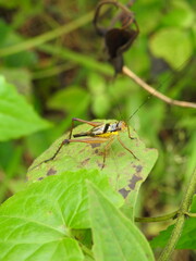 A beautiful cricket perches lightly, its sleek body and delicate legs catching the light, revealing subtle colors and fine textures in the quiet calm of its natural surroundings