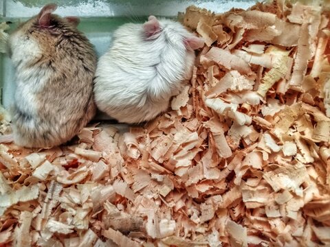 Two Fluffy Dwarf Hamsters Snuggled Together in Wood Shavings