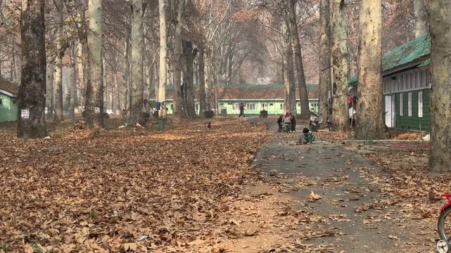 Autumn in Kashmir with vibrant red Chinar leaves and chinar big trees across Naseem Bagh in Hazratbal Dargah showcasing the beauty of Srinagar destination in Jammu and Kashmir. Clip 63