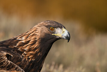 Fototapeta premium a majestic and powerful golden eagle in the mountain