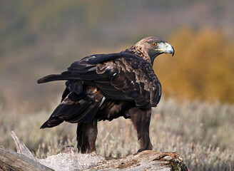 Fototapeta premium a majestic and powerful golden eagle in the mountain