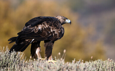 Fototapeta premium a majestic and powerful golden eagle in the mountain