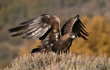 a golden eagle in the mountain on spain