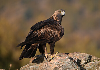 Fototapeta premium a majestic and powerful golden eagle in the mountain