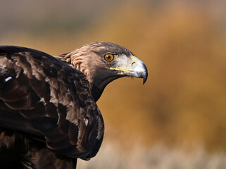 Fototapeta premium a golden eagle in the mountain on spain