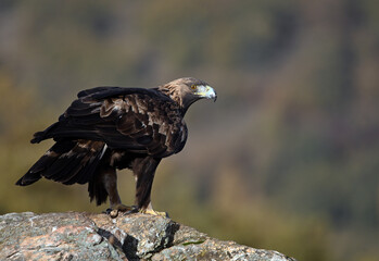 a golden eagle in the mountain on spain